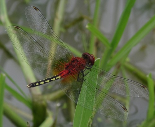 Barbet Percher photo 5