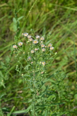 Erigeron acris podolicus