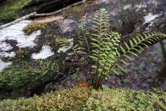 Adenophorus tamariscinus