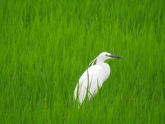 Egretta garzetta