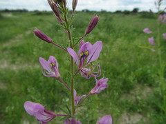 Cleome hirta