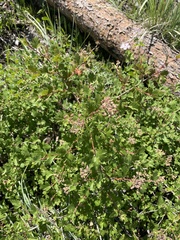 Physocarpus monogynus