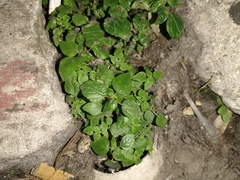 Tracheophyta