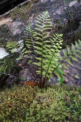 Adenophorus tamariscinus