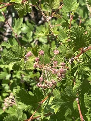 Physocarpus monogynus