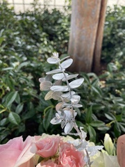 Eucalyptus pulverulenta