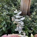 photo of Silver-leaved Mountain Gum (Eucalyptus pulverulenta)