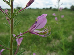 Cleome hirta