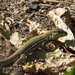 Blackbelly Racerunner - Photo (c) 2011 Vicente Mata-Silva, some rights reserved (CC BY)