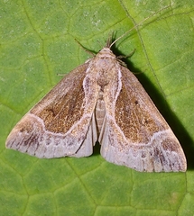 Hypena crassalis
