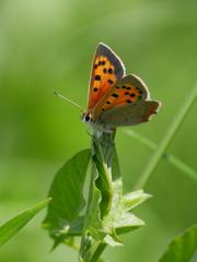 Lycaena phlaeas