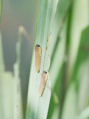 Rhadinoceraea micans