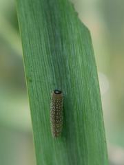 Rhadinoceraea micans