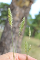 Agropyron