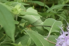 Enallagma vesperum