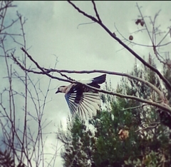 Garrulus glandarius atricapillus