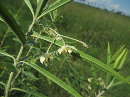 Narrow-leaf Cotton Bush (Gomphocarpus fruticosus)