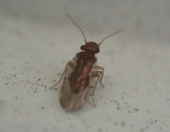 Ectopsocidae