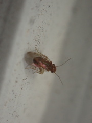 Ectopsocidae