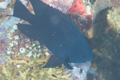 Neoglyphidodon melas