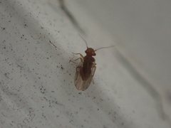 Ectopsocidae