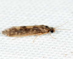 Agraylea multipunctata