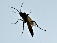 Ichneumon xanthorius