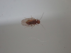 Ectopsocidae