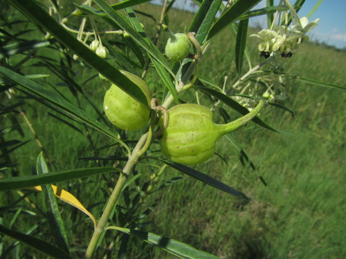 Gomphocarpus fruticosus subsp. rostratus image