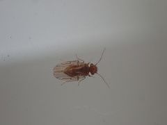 Ectopsocidae