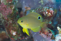 Pomacentrus amboinensis