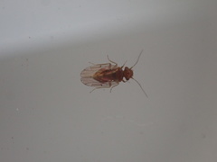 Ectopsocidae