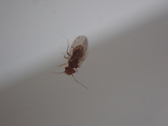 Ectopsocidae
