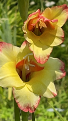 Gladiolus dalenii