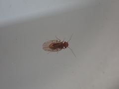 Ectopsocidae