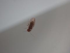 Ectopsocidae