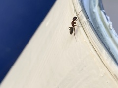 Camponotus hyatti