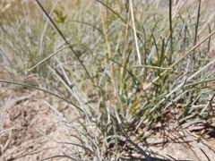 Puccinellia maritima