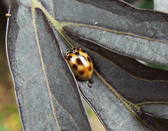 Adalia decempunctata