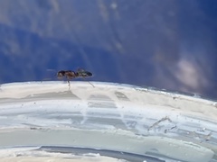 Camponotus hyatti