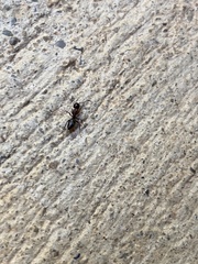Camponotus hyatti