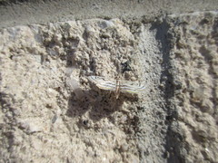 Parapoynx badiusalis