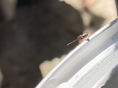 Camponotus hyatti