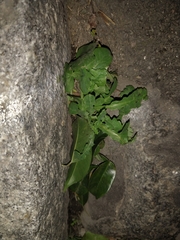 Sonchus oleraceus