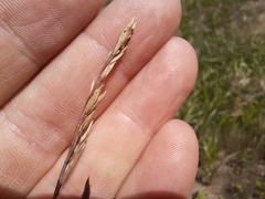 Puccinellia maritima