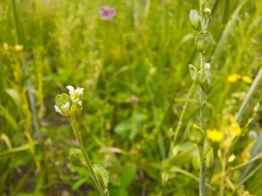 Lepidium sativum