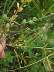 Lepidium sativum