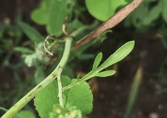 Lepidium sativum
