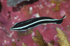 Labropsis australis