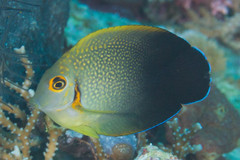 Acanthurus pyroferus